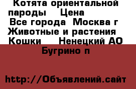 Котята ориентальной пароды  › Цена ­ 12 000 - Все города, Москва г. Животные и растения » Кошки   . Ненецкий АО,Бугрино п.